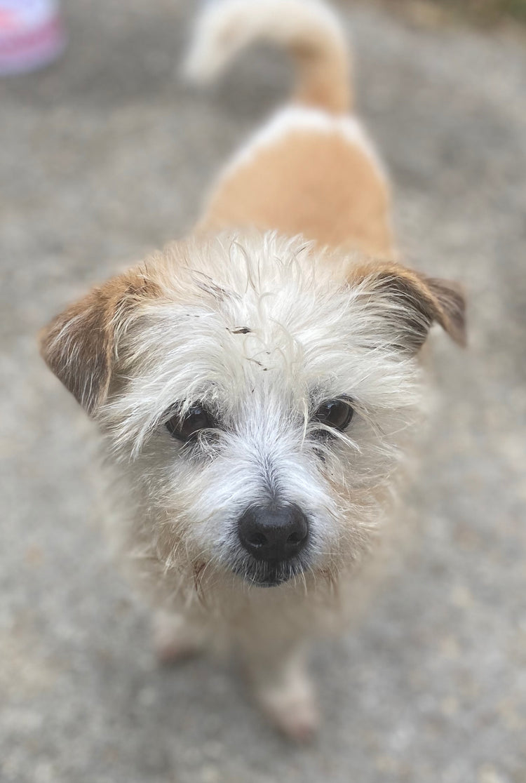 Soulful Lucky 🍀 Pets